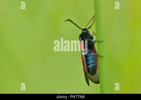 Sechs-Spot burnet Stockfoto