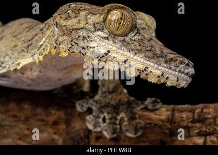 Uroplatus fimbriatus Stockfoto