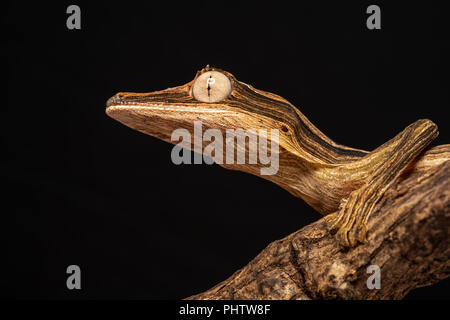 Uroplatus lineatus Stockfoto