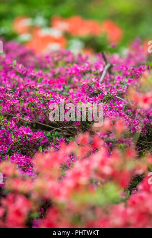 Rosa und Violett azalea Blumen Stockfoto