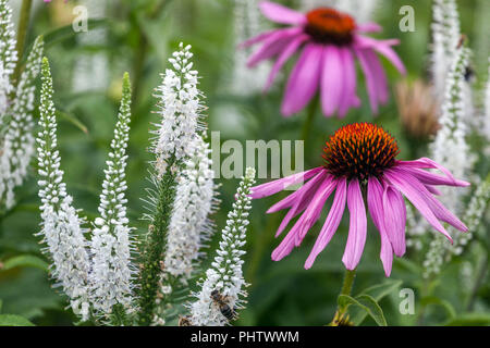 Longleaf speedwell Veronica longifolia „White Jolanda“ Purple Coneflower Echinacea purpurea, Blume Mixed Flowers Mix Stockfoto