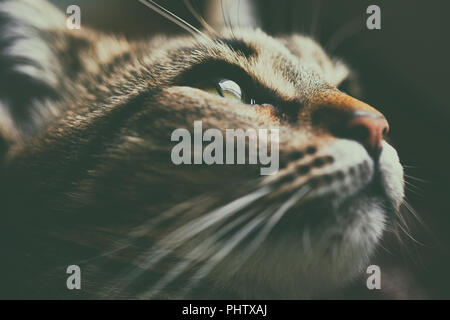 Schließen Sie herauf Bild der schöne Katze. Fokus auf Auge. Stockfoto