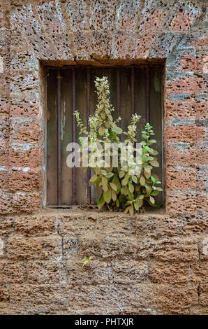 Eine Pflanze, die sich aus dem Fenster eines alten, verlassenen Stein Wand Haus. Stockfoto