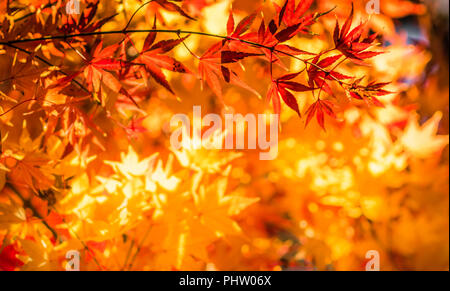 Herbstlaub, sehr flachen Fokus Stockfoto