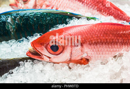 Frische Meeresfrüchte auf dem Eis am Fischmarkt Stockfoto