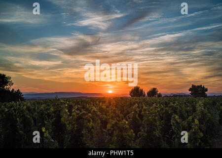 Weinberg in der Châteauneuf-du-Pape, Provence, Frankreich, Europa. Stockfoto