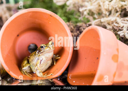 Eine gemeinsame Frog fotografiert im Spätsommer/Anfang Herbst in Mid Wales Stockfoto