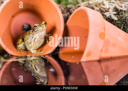 Eine gemeinsame Frog fotografiert im Spätsommer/Anfang Herbst in Mid Wales Stockfoto