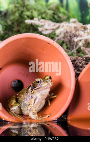 Eine gemeinsame Frog fotografiert im Spätsommer/Anfang Herbst in Mid Wales Stockfoto