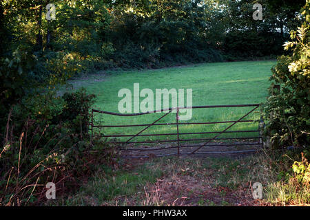 Alte Metal Gate am Eingang zu einem kleinen grünen Bauernhof Feld in Yorkshire, Großbritannien Stockfoto
