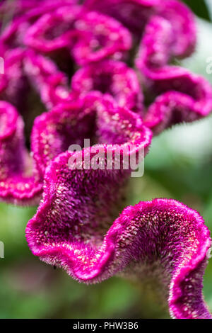 Red velvet cockscomb Blume auch als Chinesische wolle bekannt Stockfoto