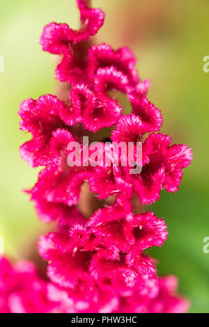 Red velvet cockscomb Blume auch als Chinesische wolle bekannt Stockfoto