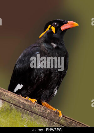 Gemeinsame Hill Myna (gacula Religiosa) Stockfoto