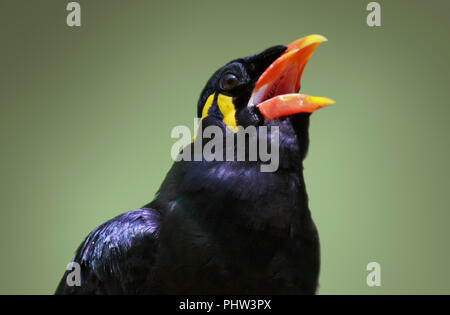 Gemeinsame Hill Myna (gacula Religiosa) Stockfoto