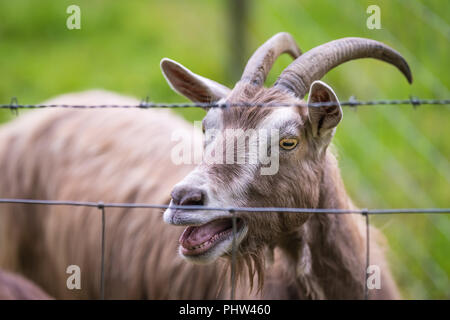 Nahaufnahme von Ziege hinter einem Zaun Stockfoto