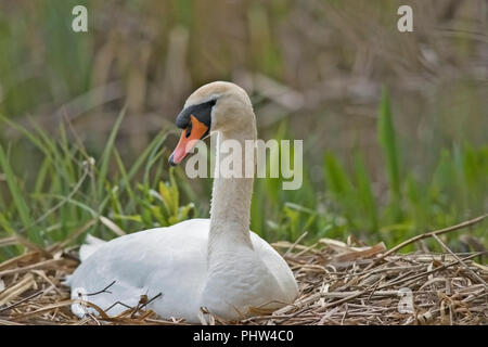 Männliche Höckerschwan sitzen auf Nest auf Augenhöhe Nach rechts fotografiert. Stockfoto