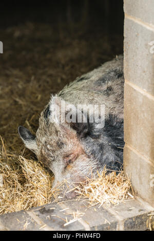 Schwein schlafen in der Scheune Stockfoto