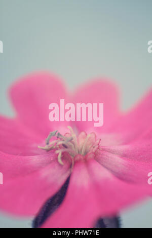 Rosa Blume Nahaufnahme Stockfoto