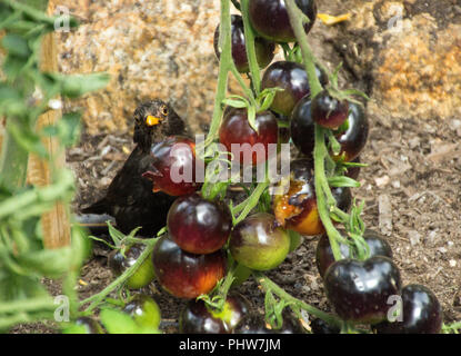 Blackbird Essen rote Trauben aus der Rebe auf Bauernhof in Cornwall, England, Verlassen der Bündel unverkäuflich. Stockfoto