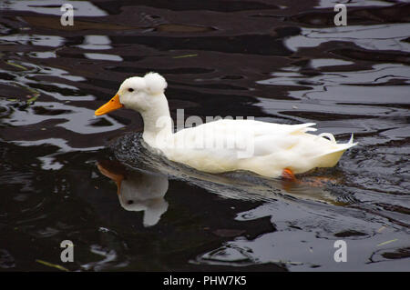 Weiß crested Duck oder Anas platyrhynchos domesticus, auf dem Fluss Stort in Sawbridgeworth Stockfoto