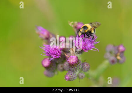 Hoverfly (Volucella Bombylans) Stockfoto