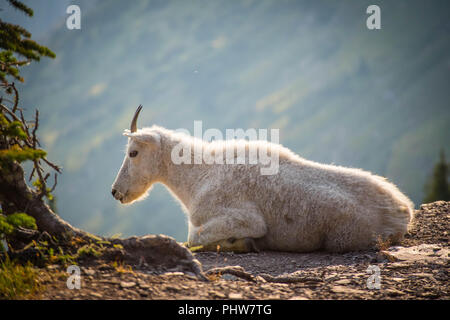 Ein Rocky Mountain Goat im Glacier National Park Stockfoto