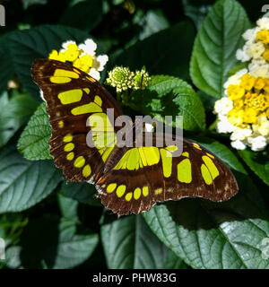 Ein Siproeta stelenes Malachite butterfly () ruht auf Lantana Blüten (tropische Verbena) in einem Garten. Stockfoto