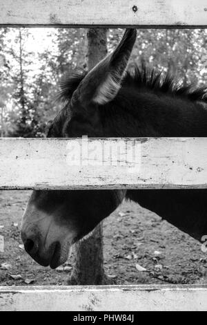 Ein schwarz-weiß Foto eines inländischen Esel ausruhen hinter einem weißen Holzzaun, sein Gesicht teilweise durch die zentrale Kammer verdeckt Stockfoto