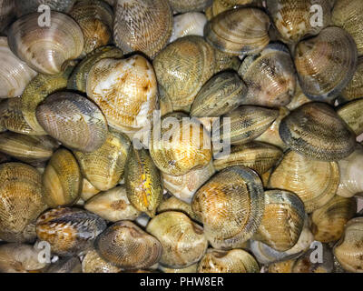 Big quantity of brown seashells, close view Stockfoto