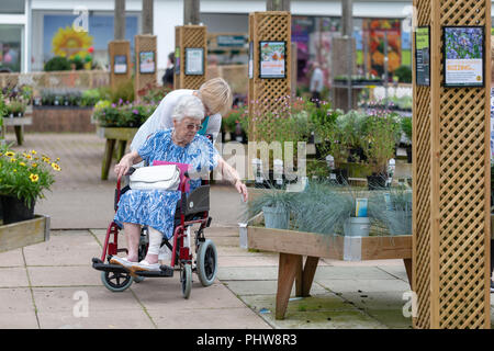 Ältere Dame mit einem bandagierten Bein im Rollstuhl in einem Gartencenter versucht eine eingemachte Blue Grass zu erreichen. Stockfoto