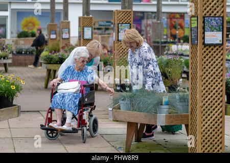 Ältere Dame mit einem bandagierten Bein im Rollstuhl in einem Gartencenter ist half einem vergossenen Blue Grass zu erreichen durch die Schwiegertochter Stockfoto