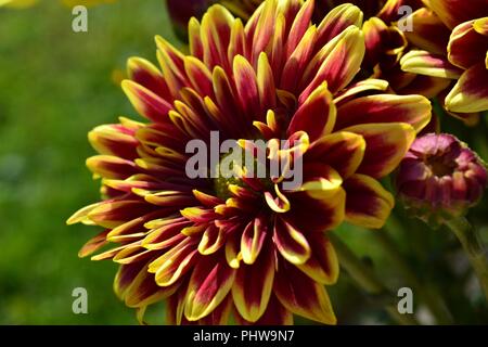 Markante Nahaufnahme von bunten Chrysanthemen in voller Blüte, natürlich beleuchtet durch die Sommersonne. Stockfoto