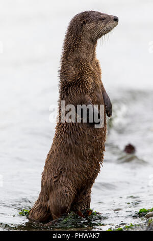 River Otter, Lontra canadensis auf Port Townsend Strand. Stockfoto