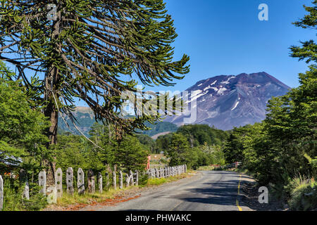 Araucaria Forest, Reserva Nacional Malalcahuello-Nalcas, Araucania region, Chile Stockfoto