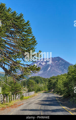 Araucaria Forest, Reserva Nacional Malalcahuello-Nalcas, Araucania region, Chile Stockfoto