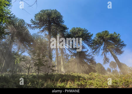 Araucaria Forest, Reserva Nacional Malalcahuello-Nalcas, Araucania region, Chile Stockfoto