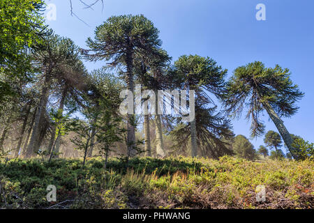 Araucaria Forest, Reserva Nacional Malalcahuello-Nalcas, Araucania region, Chile Stockfoto