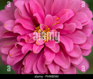 Zwerg gemischt Dahlie buschige Zwerg betten Dahlie einzelnen Blüte hell rosa Blume in voller Blüte im Botanischen Garten. Stockfoto