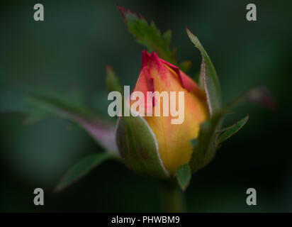 Makroaufnahme der Frieden Rose, formal Rosa 'Madame A. Meilland'. Bud der Garten Hybrid Tea Rose im Botanischen Garten. Stockfoto