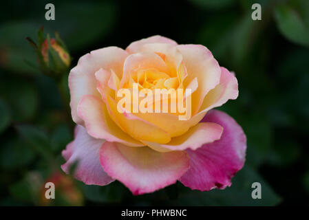 Makroaufnahme der Frieden Rose, formal Rosa 'Madame A. Meilland'. Bud der Garten Hybrid Tea Rose im Botanischen Garten. Stockfoto