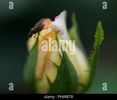 Makroaufnahme der Frieden Rose, formal Rosa 'Madame A. Meilland'. Bud der Garten Hybrid Tea Rose mit Fliegen im Botanischen Garten. Stockfoto