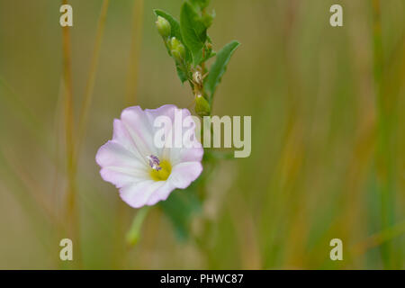 Convolvulus arvensis Stockfoto
