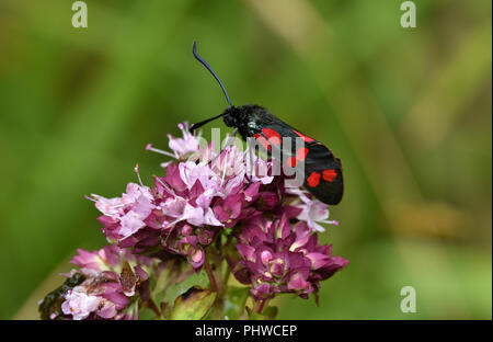 Six-spot Burnet, sechs-beschmutzte Burnett Stockfoto