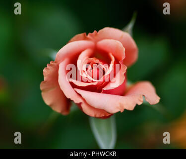 Makroaufnahme der Frieden Rose, formal Rosa 'Madame A. Meilland'. Bud der Garten Hybrid Tea Rose im Botanischen Garten. Stockfoto