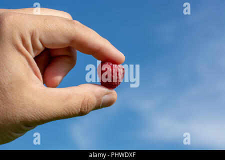 Himbeeren pflücken. Männliche Hände sammeln organische Himbeeren. Stockfoto