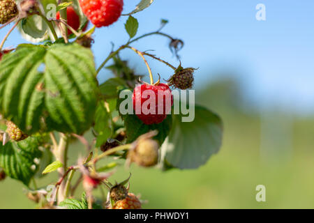 Rote reife Himbeeren auf einen Busch. Stockfoto