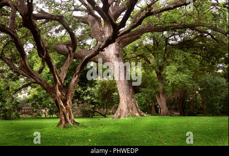 Rabindra Sarobar (bisher als dhakuria See genannt) ist ein künstlicher See in South Kolkata im indischen Bundesstaat Westbengalen. Stockfoto