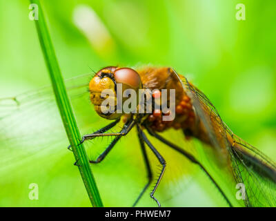 Dragonfly Insect Sitzen auf Pflanze Makro Portrait auf grünem Hintergrund Stockfoto