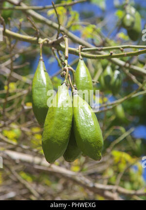 In der Nähe auf einem silk Cotton Tree in Thailand Stockfoto
