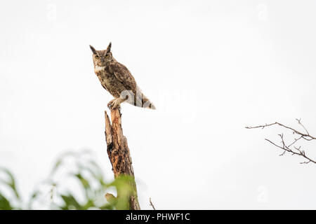 Ein erwachsenes Männchen Great Horned Owl, Bubo virginianus, auf einem toten Baum in Oklahoma, USA thront. Stockfoto